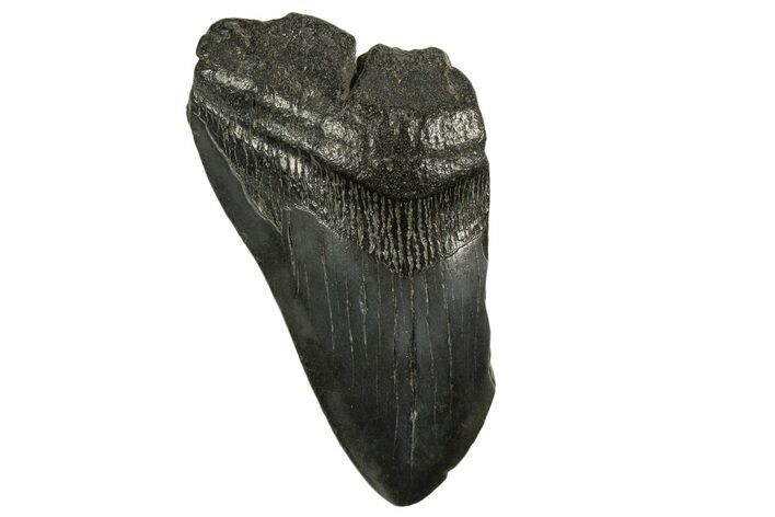 Partial Fossil Megalodon Tooth - South Carolina #331540
